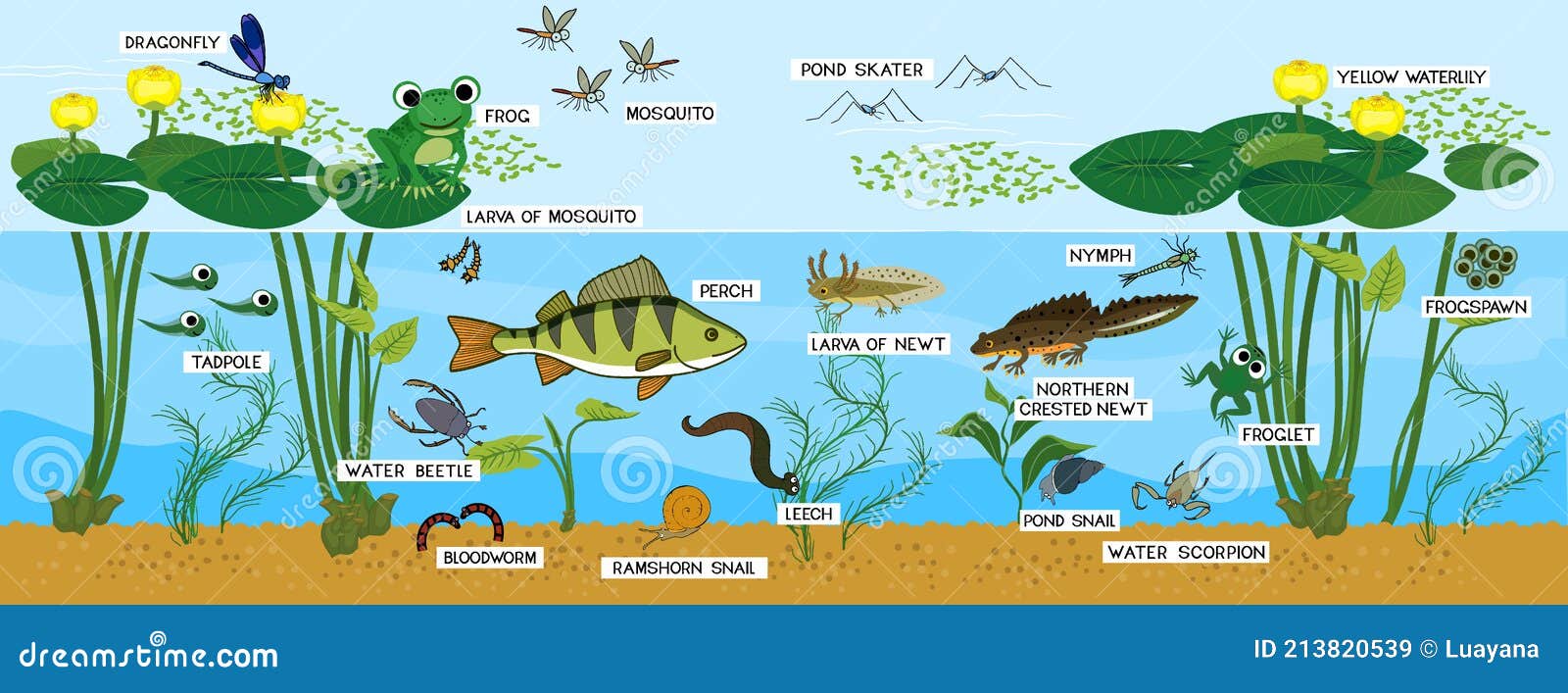 ecosystem of pond. animals living in pond. diverse inhabitants of pond fish, amphibian, leech, insects and bird